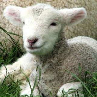 🐏 BIBLIOTECA AGNUS DEI LIVRARIA LIÇÃO REVISTA BANCA CRISTÃ CRISTINA PROTESTANTE TEOLÓGICA BÍBLICA DEVOCIONAL VIRTUAL EBD PDF FÉ