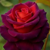 احاسيس مبعثره.