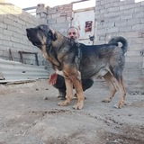 کانال عشق بازان اردبیل ایران