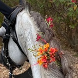 الخيل معقود في نواصيها الخير