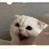 نكت بايخة 😂