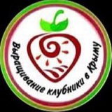 Выращивание клубники с Куликом