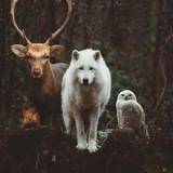 Картинка канала