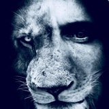 LION Media