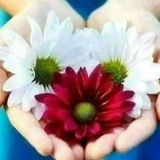 🌿 مقتطفـــات 🌿