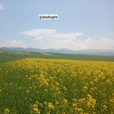 کانال رسمی آلادیزگه