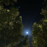 شِعرُ الشَّناقطَة ( فاطِم) ♥️