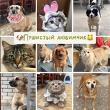 🐶 Пушистый любимчик 🐱