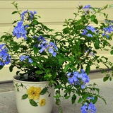 گل های معرفت