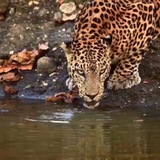 wildanimals