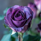 بنفسج || VIolet 💜