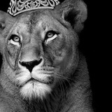 ﮼لبوة،أسدي 🐆 🔥