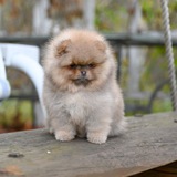 Puppy pomeranian шпицы