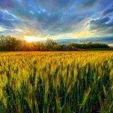 Антон Колесников AgroFamily