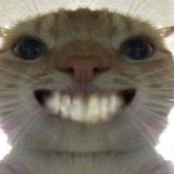 Random Memes