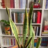 Картинка канала