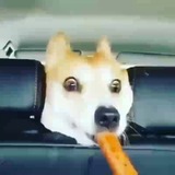 Fúnny Dögs And Cäts ❤️ 🐶 <i class="emoji" style="backgrou