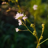 આયુર્વેદ મંચ Ayurveda