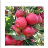سیب ومیوه شنو