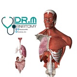 Anatomy DRM