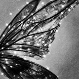 Broken Wings..