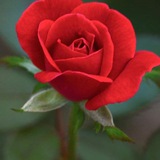 သတင်းထူး သတင်းဦး