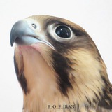 پرندگان شکاری ایران 🦅 🇮🇷