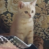 КОТИКИ 🐈