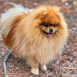 Зикки - крымский шпиц 🐶