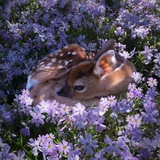 اقتباسات صور افتارات بنات