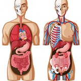 Livres et Cours de Médecine