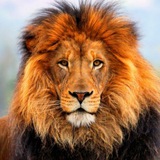 The Animal Kingdom