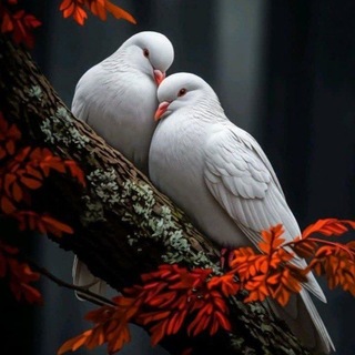 آوای دلها 💕