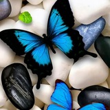 🦋 جنوبية 🦋
