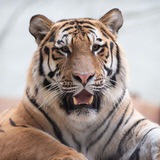 TIGER MEMAN (Calling ๐ )