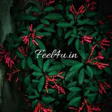 Feel4u.in