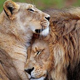 مدل حیوانات