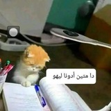 زوولُِ مجٍنوون 🙍♂🏼🦰🧡؛