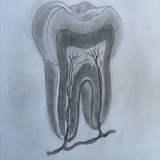 Dental Quiz/ 4rd