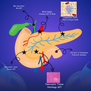 Pancreas Block 5