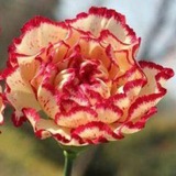 سراج الباحثين-تجويد جزء عم