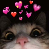 Gif kucing lucu
