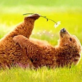 Картинка канала