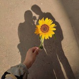 دوّار الشّمس• 🌻