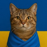 Котики України