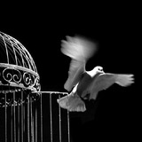 حُر .