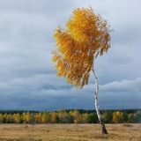 Иммигрантская тоска