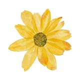 ــ زَهْـرَة.