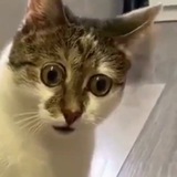 Смешные видео про животных | Funny Animals