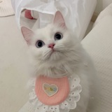 Котики 🤍 Коты 🤍 Котята 🤍 Кошки
